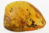Fossil Spider, Fungus Gnat, Gall Midge, Crane Fly, Coprolites in Amber #349418-1